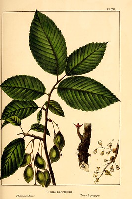 illustration of american elm leaves with seeds