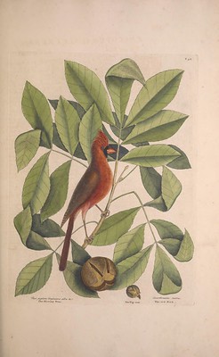 illustration of hickory tree leaves with cardinal bird