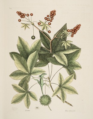 illustration of sweetgum tree leaves and seeds