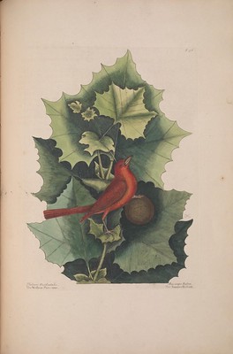 illustration of sycamore tree leaves with summer tanager bird