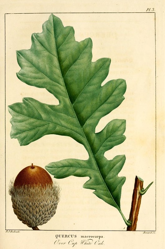 illustration of white oak tree leaf and acorn